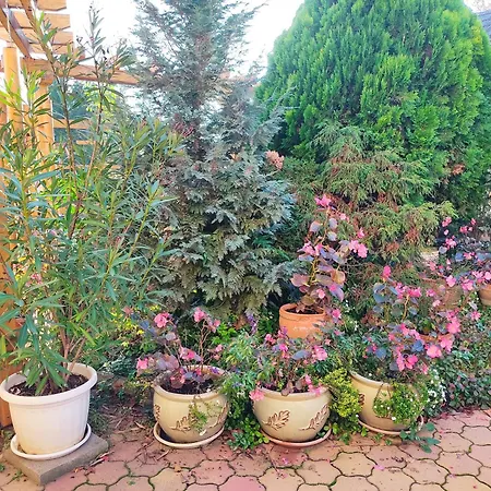 Hubertus Panzio Чонград